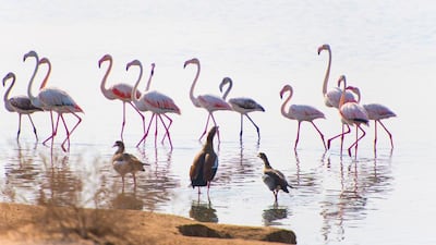 Birdwatchers will enjoy more hides and walking trails when the Al Wathba Wetland Reserve reopens on November 1. Courtesy Wam
