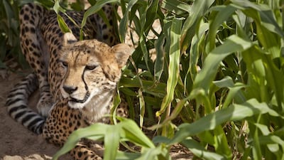 Dubizzle and Meaf have teamed up to educate people and stop the online trade in protected species, such as the cheetah. Antonie Robertson / The National