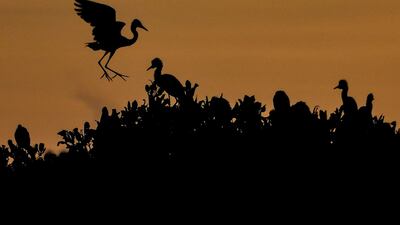 Egrets are seen on mangrove trees during sunrise at Kajhu beach, Aceh province, Indonesia. AFP