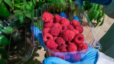 Fresh raspberries from the Berry Model Farm of the Abu Dhabi Agricultural and Food Safety Authority. Victor Besa / The National