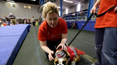 Laura Kares, of Omaha, Nebraska puts a flowery hat on her bulldog Molly.