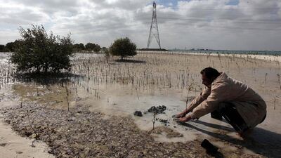 Mohammed Haris one of the worker at Environment Agency Abu Dhabi planting mangrove at Jubail Island in Abu Dhabi. Pawan Singh / The National