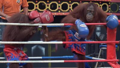 Orangutans fight in the ring during a Muay Thai kickboxing match.