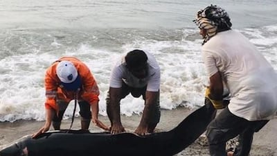 The carcass of a dwarf sperm whale was found on a beach in Fujairah.
