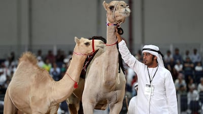 Camels are auctioned off at a starting price of Dh30,000 for female camels and Dh25,000 for males. Pawan Singh / The National