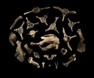 A fossil of a sea cow. Qatar Museum