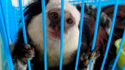 Experts warn keeping dangerous and rare animals improperly can be a hazard to people's health in the wake of the arrest of a UAE national in Bangkok for smuggling rare baby animals See video of baby leopards being removed from his luggage