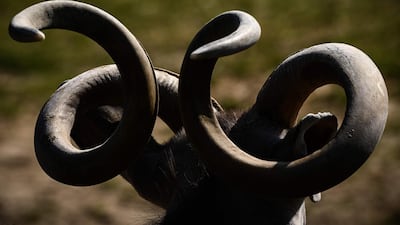 A close-up of a greater kudu.