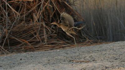 The Asian wetland watercock that lost its way is now in a more suitable habitat at Al Warsan Lakes in Dubai. Courtesy Tommy Pedersen