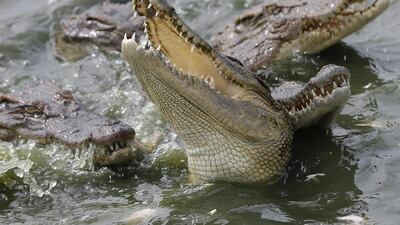 Dubai Crocodile Park will be home to a number of types of crocodile, including the second-largest reptile in the world, the Nile crocodile. EPA