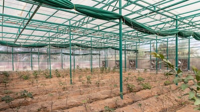 The sand enhances water retention and improves air circulation around the roots.