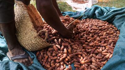 This year's crop will help to keep hunger at bay for thousands affected by the conflict