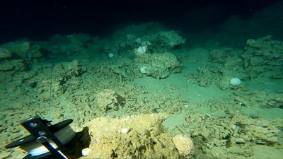 Coral, thought to be dead, at the bottom. Photo: Simon Nadim / XR Hub