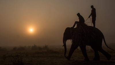 Nepalese mahout take an elephant for a ride at Chitwan National Park, Nepal. EPA