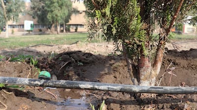A tree planted by a brook. AFP