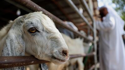 Sacrificial animals displayed for sale at cattle market in Dubai ahead of Eid Al Adha. EPA