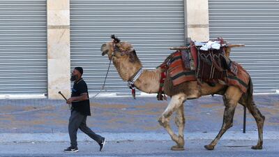 A Palestinian farmer leads his camel to reach home before iftar in the West Bank City of Jenin. EPA