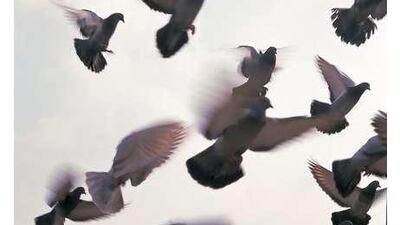 Let's see those carrier pigeons find me on the back nine at Yas Island Links.