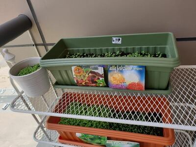 Liza Ayach's home garden. Courtesy Liza Ayach