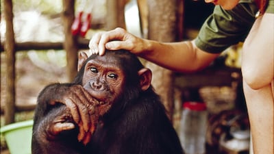 Goodall in the television special Miss Goodall and the World of Chimpanzees originally broadcast on CBS, in December 1965. Getty Images