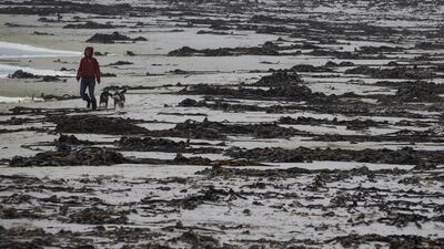A woman walks her dogs on Kommetjie beach strewn with kelp as a storm approaches Cape Town, South Africa. Nic Bothma / EPA
