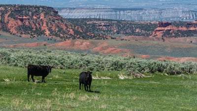 Cattle at Red Reflet Ranch, Wyoming. Courtesy Red Reflet Ranch