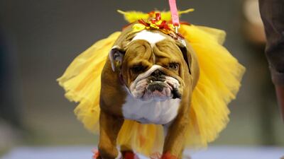 Addie, owned by Lisa Schnathorst of Overland Park, Kansas, walks across stage during the 34th annual Drake Relays Beautiful Bulldog Contest, Monday, April 22, 2013, in Des Moines, Iowa. The pageant kicks off the Drake Relays festivities at Drake University where a bulldog is the mascot. (AP Photo/Charlie Neibergall) *** Local Caption *** Beautiful Bulldog.JPEG-003a7.jpg