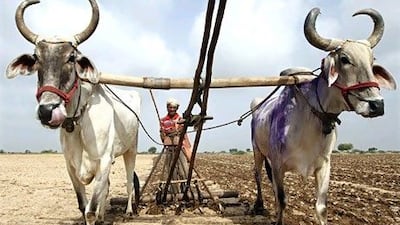 Deficient rainfall during the monsoon season has had a negative effect on the Indian agricultural sector. Amit Dave / Reuters