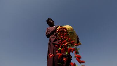 'We constructed dykes around cotton fields and installed pumps, and dug up trenches in the chilli crop to accumulate water and pump it out into the cotton crop fields, as both crops are planted side by side,' he says. Destroying his cotton enabled him to save just 30% of his chilli crop, he says, but that was better than nothing.