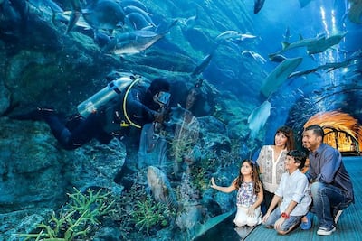 Courtesy Dubai Aquarium & Underwater Zoo
