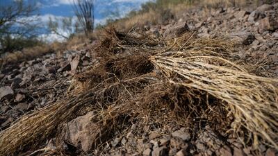 Dried buffelgrass, originally from parts of Africa, has taken root in the Sonoran Desert of the south-west US and north-west Mexico. It can lead to faster growing wildfires. AFP
