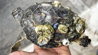 One of the rescued turtles with barnacles attached. The turtle is kept in freshwater for a few days, the barnacles can be easily removed and then the animal is released. Victor Besa / The National