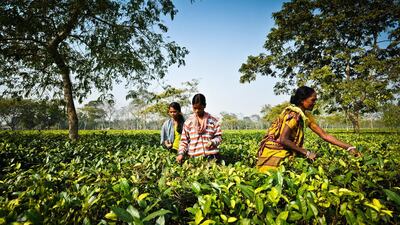 Workers pick tea in one of the plantations in Assam. A combination of low wages and promises of a big city life make it easier for human traffickers to lure away children from the area. Gethin Chamberlain