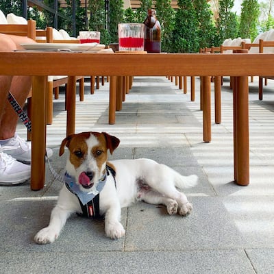 Meet Loki, Lowe's friendly canine diner. Courtesy Lowe