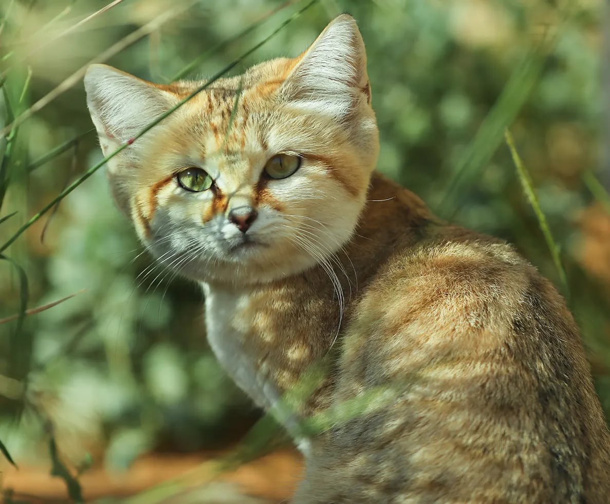 Proceeds from Impact: Saving the Arabian Sand Cat run will go towards research and conservation initiatives to safeguard the animals. Photo: Miral