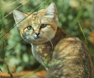 Proceeds from Impact: Saving the Arabian Sand Cat run will go towards research and conservation initiatives to safeguard the animals. Photo: Miral