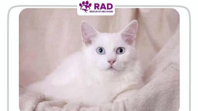 Courtesy Rescue of Abu Dhabi