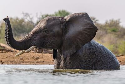 An elephant bathing. Getty Images