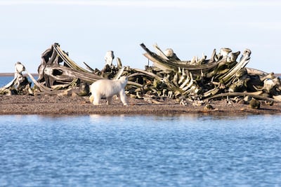 The native Inupiat people are allowed to kill three bowhead whales a year. The bones are left on sandbars outside of Kaktovik. Courtesy Jamie Lafferty