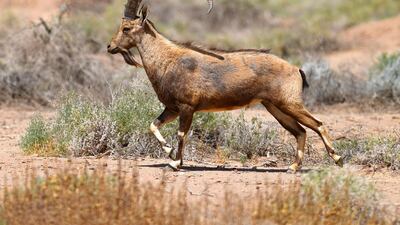 A nubian ibex at Sharaan Nature Reserve