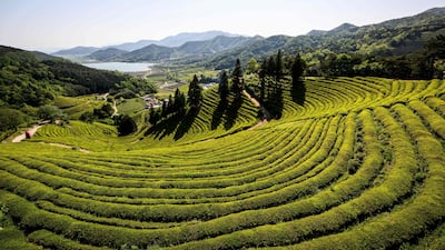 Green tea plantations in Boseong, South Jeolla province, about 318 kilometres from Seoul. AFP