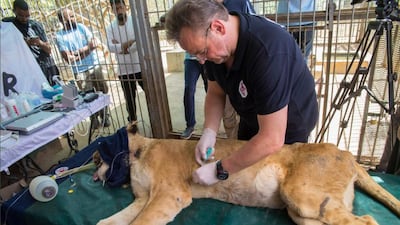 Dr Frank Goeritz, a volunteer from the Four Paws charity, checks one of the lions found neglected at Khartoum’s Al Qureshi zoo. Courtesy: Four Paws