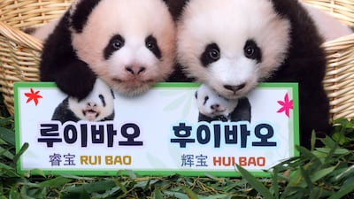 Female giant panda cub twins are displayed to the public at Everland in Yongin, near Seoul. EPA