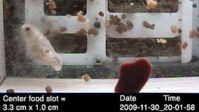 Painted Lady butterflies live in their habitat aboard the International Space Station. Courtesy: Nasa