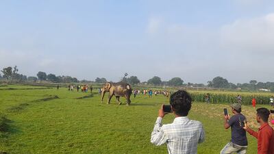 Crowds of onlookers take photos of the elephant as it walks into the jungle.