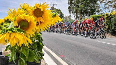 The peloton rides past sunflowers for sale near Willunga during stage four of the Tour Down Under UCI men's cycling race in Adelaide, South Australia. AFP