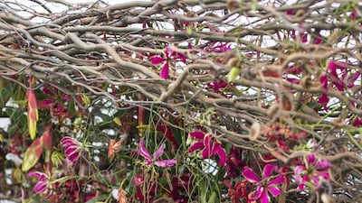 The winner of the festival’s US$10,000 (Dh36,731) first prize was Belgian floral artist Sören Van Laer - whose creation featured twisted branches interspersed with exotic flowers. The piece was created as an answer to the theme: “Dubai through the eyes of the world in floral form”. Reem Mohammed/ The National