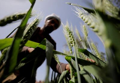 A farmer tends to wheat at a field north of Cairo. Reuters