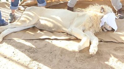 Fourteen exotic animals and distinctive birds are among dozen of creatures confiscated in raids from properties in Abu Dhabi. Courtesy Environment and Protected Areas Authority