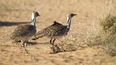 Houbara are prey for falcons and the IFHC wants falconers to realise their role in conservation of the species. Sarah Dea/ The National